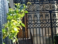 Charleston SC - Wrought Iron Greenery