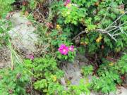 Long Island Sound Beach