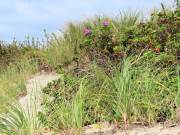 Long Island Sound Beach