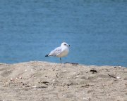 Long Island Sound Beach Sea Gull