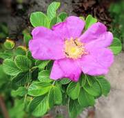 Long Island Sound Beach Flower