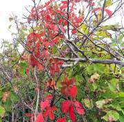 Long Island Sound Beach Plants