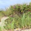 Long Island Sound Beach