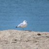 Long Island Sound Beach Sea Gull