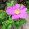 Long Island Sound Beach Flower