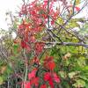 Long Island Sound Beach Plants