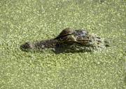 Harris Neck - Alligator
