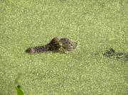 Harris Neck - Alligator