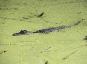 Harris Neck - Alligator