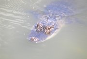 Harris Neck - Alligator