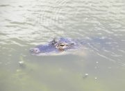 Harris Neck - Alligator