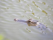 Harris Neck - Alligator