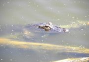 Harris Neck - Alligator
