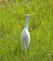 Harris Neck - Cattle Egret