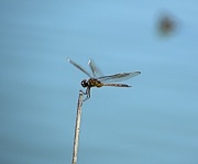 Harris Neck - Dragonfly