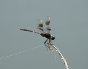 Harris Neck - Dragonflyn-fly-03