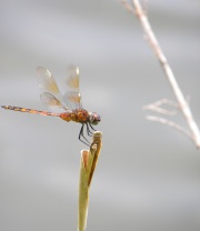 Harris Neck - Dragonfly