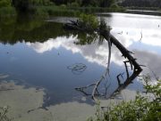 Harris Neck - Pond