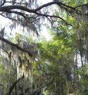 Harris Neck - Spanish Moss