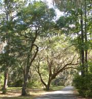 Harris Neck - Spanish Moss