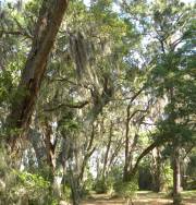 Harris Neck - Spanish Moss