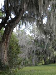 Harris Neck - Spanish Moss