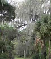 Harris Neck - Spanish Moss