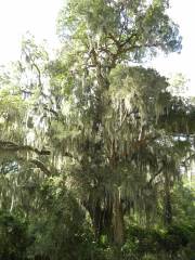 Harris Neck - Spanish Moss