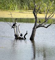 Harris Neck - Waterfowl