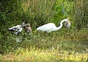 Harris Neck - Waterfowl