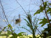 Harris Neck - Waterfowl