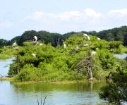 Harris Neck - Waterfowl