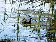 Harris Neck - Waterfowl