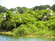 Harris Neck - Waterfowl