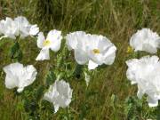 Harris Neck - White Thistle