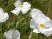 Harris Neck - White Thistle