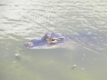 Harris Neck - Alligator
