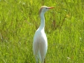 Harris Neck - Cattle Egret