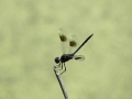 Harris Neck - Dragonfly
