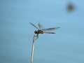 Harris Neck - Dragonfly