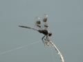 Harris Neck - Dragonflyn-fly-03