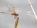 Harris Neck - Dragonfly