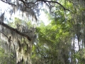 Harris Neck - Spanish Moss