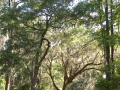 Harris Neck - Spanish Moss