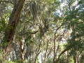 Harris Neck - Spanish Moss