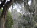 Harris Neck - Spanish Moss