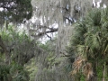 Harris Neck - Spanish Moss