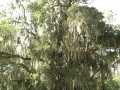 Harris Neck - Spanish Moss