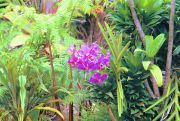 Hawaii - Gardens