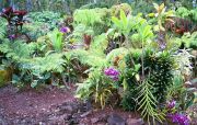 Hawaii - Gardens